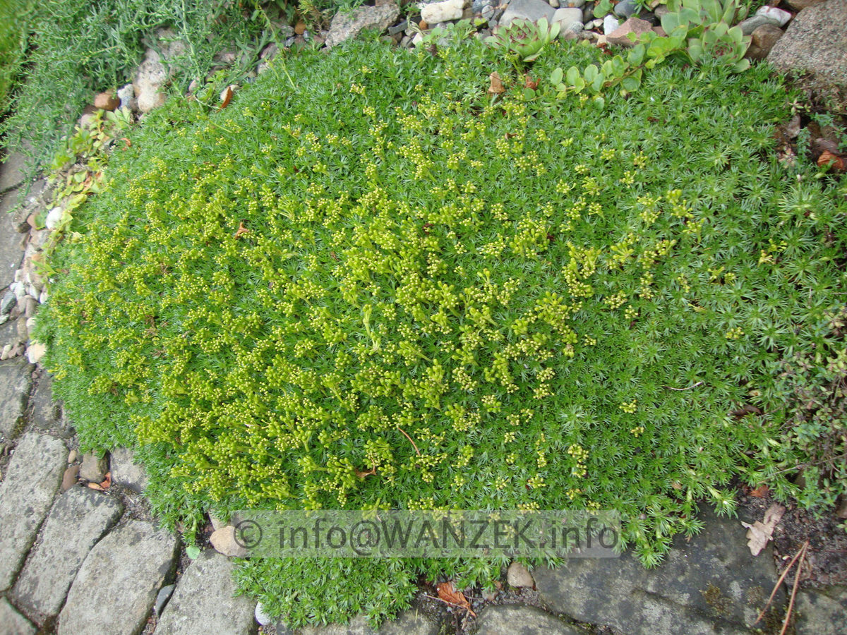 Azorella trifurcata Andenpolster-1.JPG